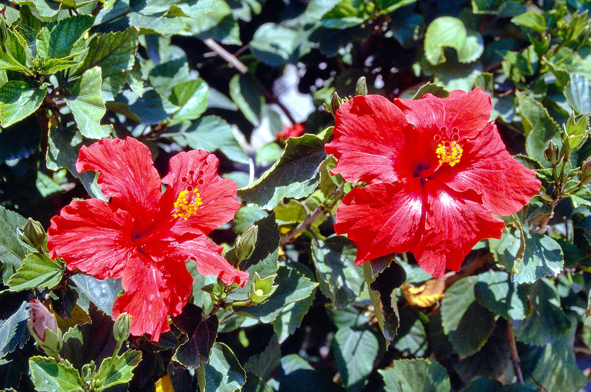 Hibiskus auz Zypern. Bild vom Dia. Aufnahme: April 1995.