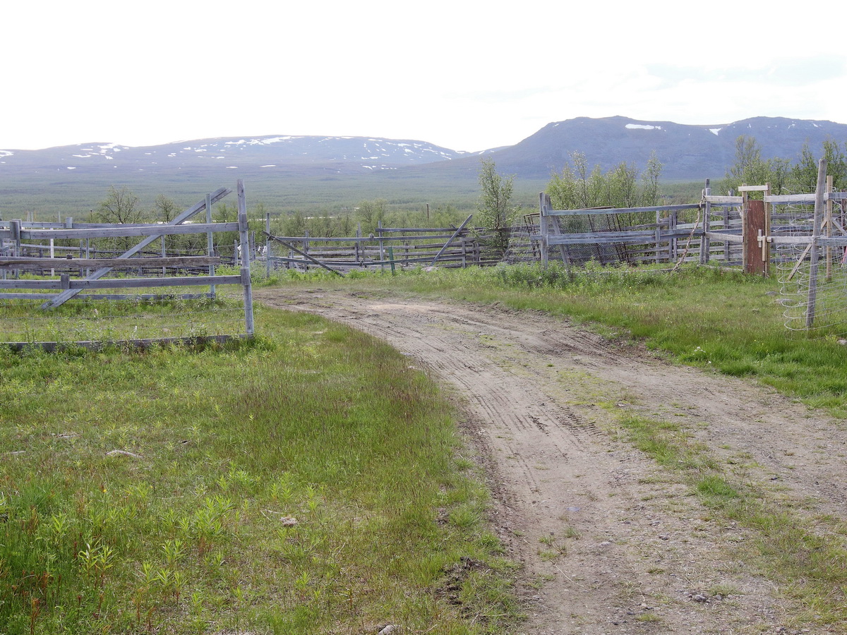 Hier sollten wir ca. 30 km von Kiruna entfernt eine Rentier Farm besichtigen, nur die Renntiere waren nach Angabe noch weitere 80 km Entfernt auf einer Weide, so erlebt am 22. Juni 2016.
