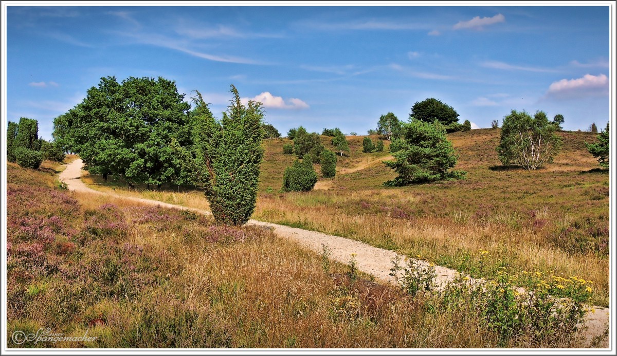 Hinauf zum Wilseder Berg, oben rechts erkennen wir das Plateau, dort finden wir auch den Gipfelstein, den Berg kann man auch in östlicher Richtung verlassen, vorbei an der Schutzhütte Richtung Wilsede. 2014