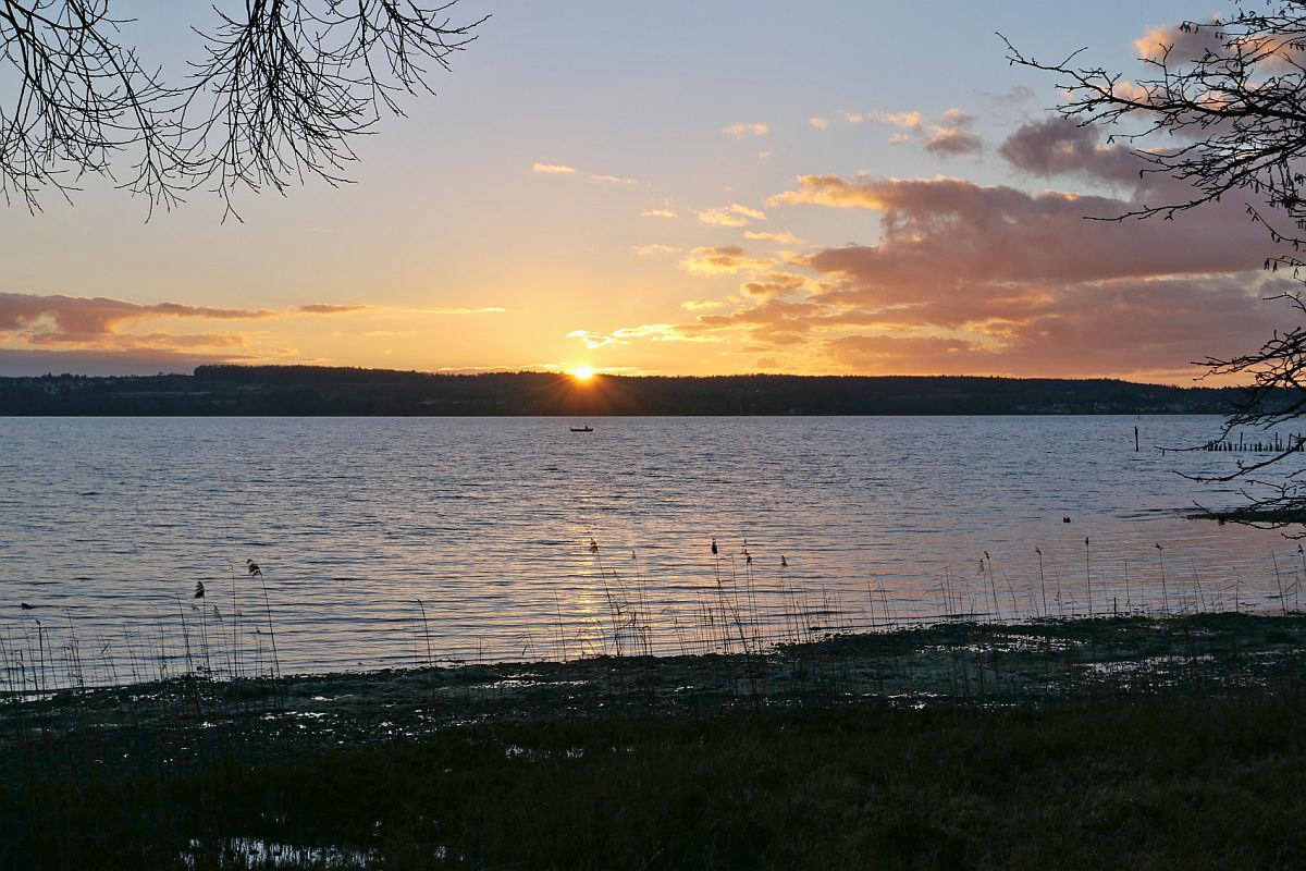 Hinter den Tannen des Bodanrücks geht die Sonne unter. Überlinger See, Nähe Uhldingen-Mühlhofen, 30.01.2022