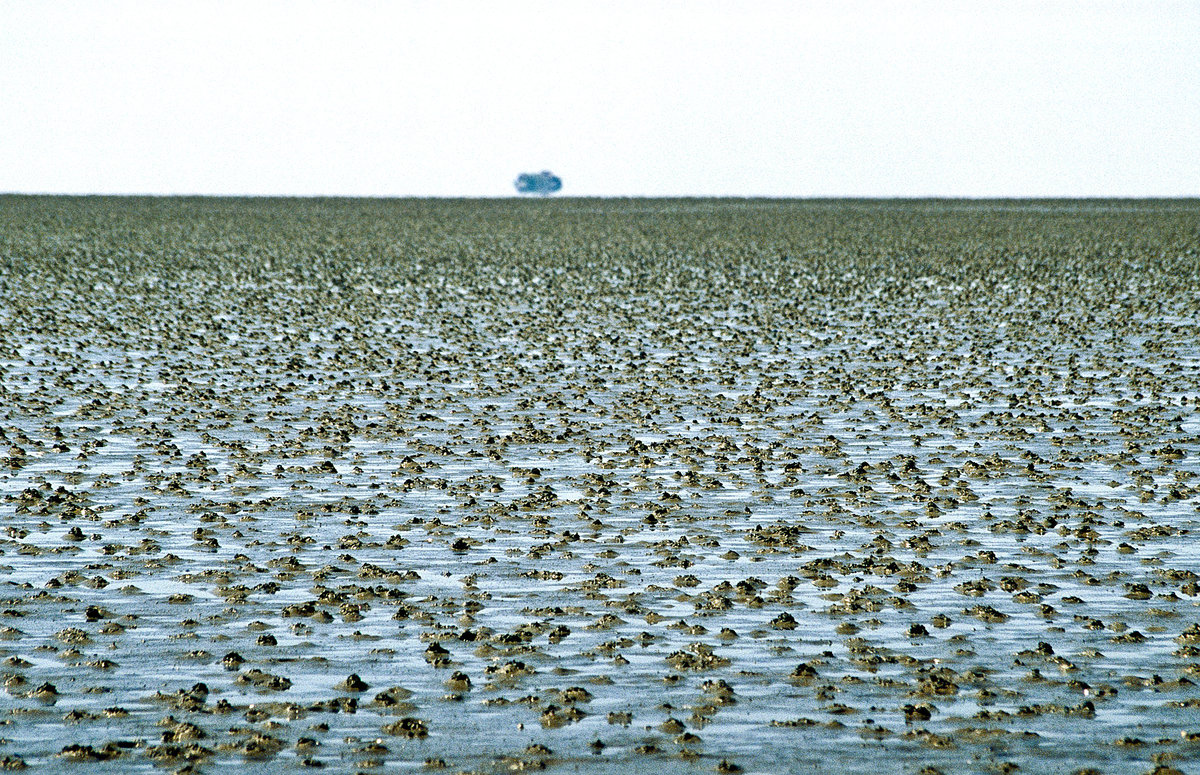 Hinterlassenschaften der Wattwürmer im Watt zwischen Nordstrand und Südfall. Bild vom Dia. Aufnahme: Juni 1999.