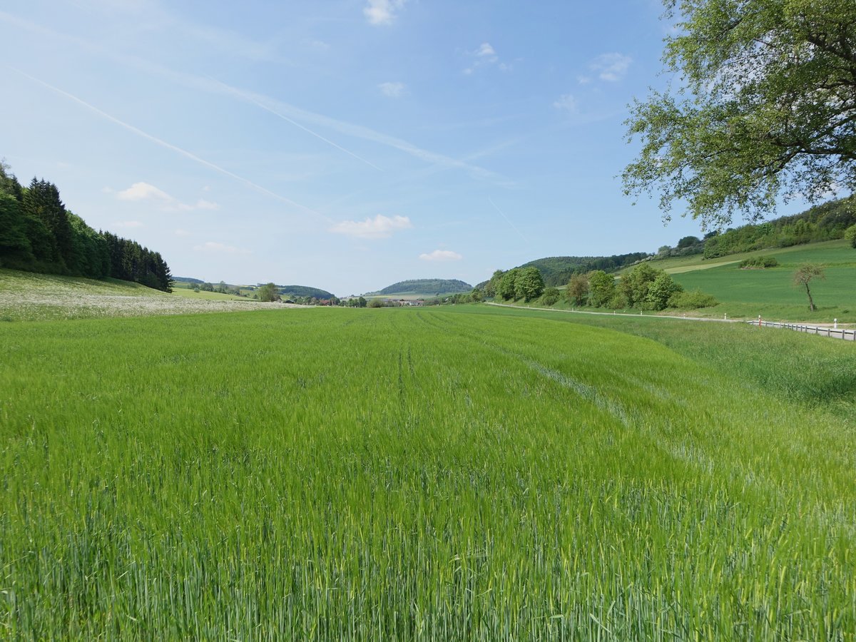 Hochtal bei Hondingen im Hegau, Südschwarzwald (25.05.2017)