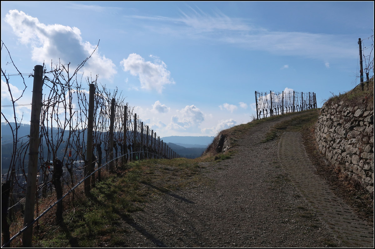 Hohentwiel, blauer Himmel und links ein Rebenbogen -

Weinberg am Südhanges des Hohentwiels.

04.02.2018 (M)