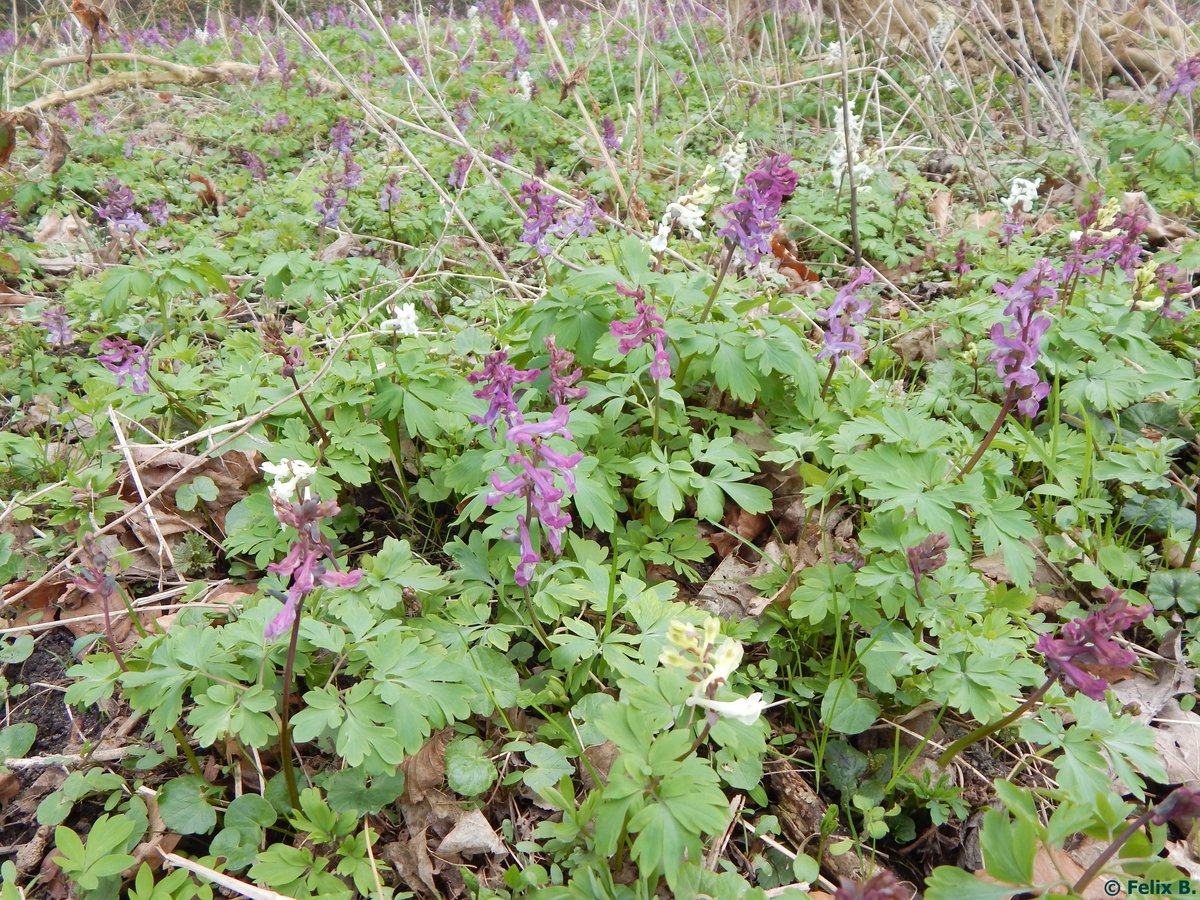 Hohler Lerchensporn ... Sassnitz in 07.04.2016