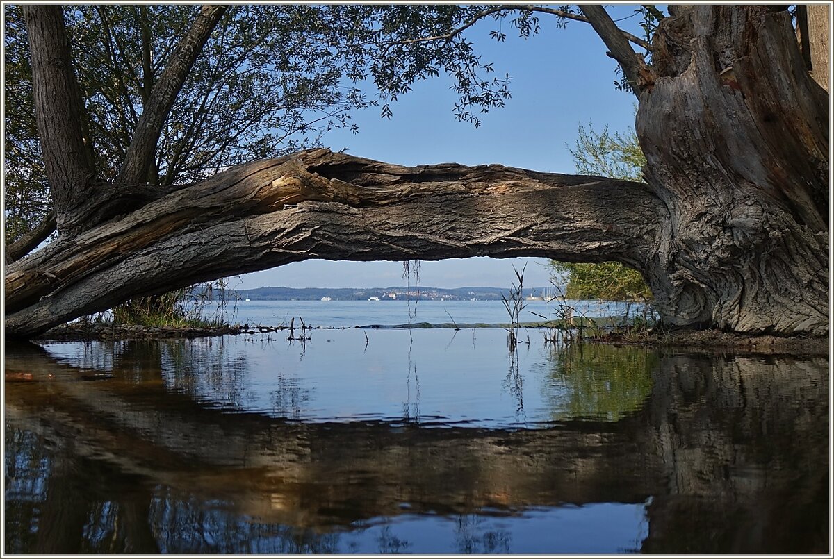 Holz im Spiegelbild vom Bodensee. Im Hintergrund sieht man den Ort Staad, ein Stadteil von Konstanz.
(17.09.2021)