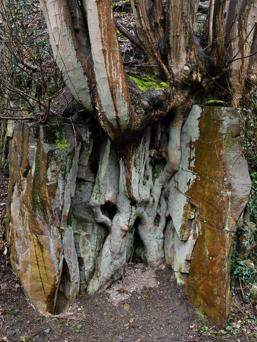 Holz und Stein - was ist was? Ein Baum kämpft sich durch den Fels. (Witten, April 2018)