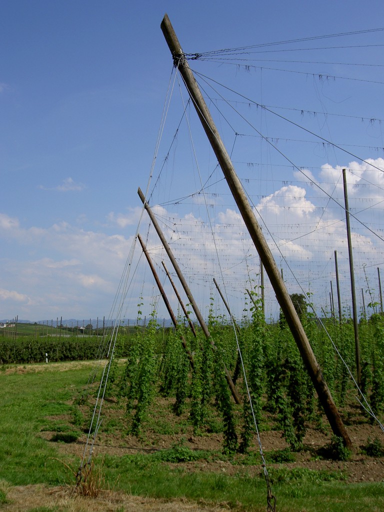 Hopfenfeld bei Betznau, Bodenseekreis (18.06.2014)