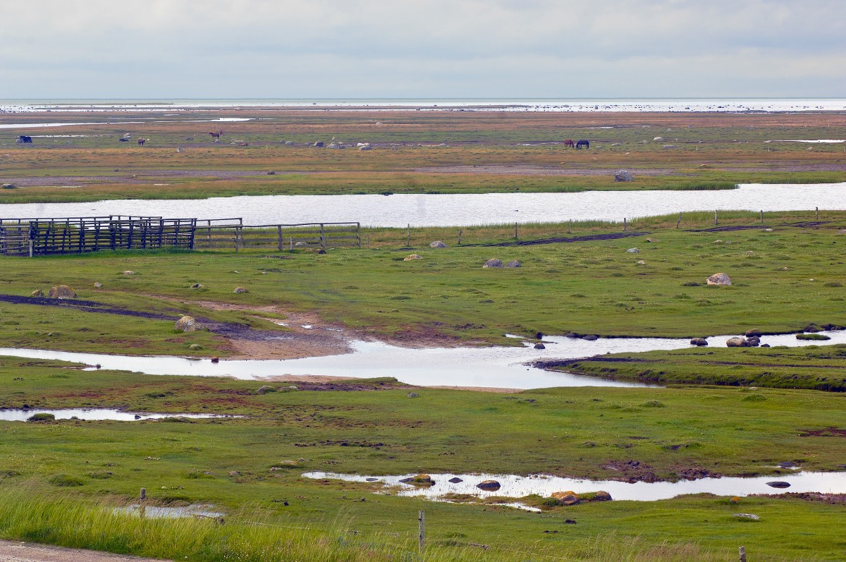 Hornfiskrøn südlich von der Insel Læsø. Aufnahmedatum: 12. Juli 2012.