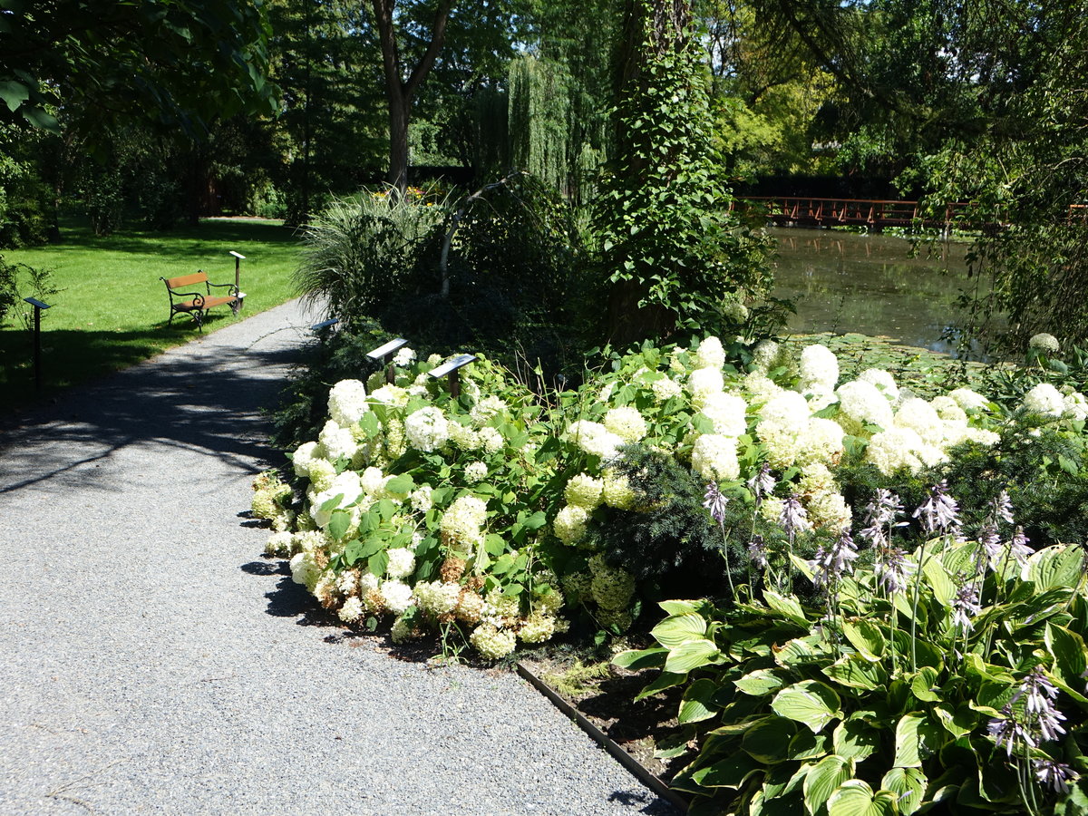Hortensien im Arboretum Bila Lhota im Okres Olomouc (01.08.2020)