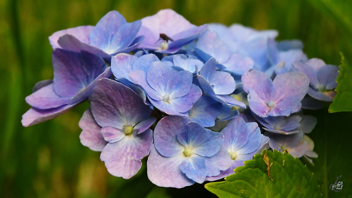 Hortensienblüten in unserem Garten. (Hattingen, Juli 2021)