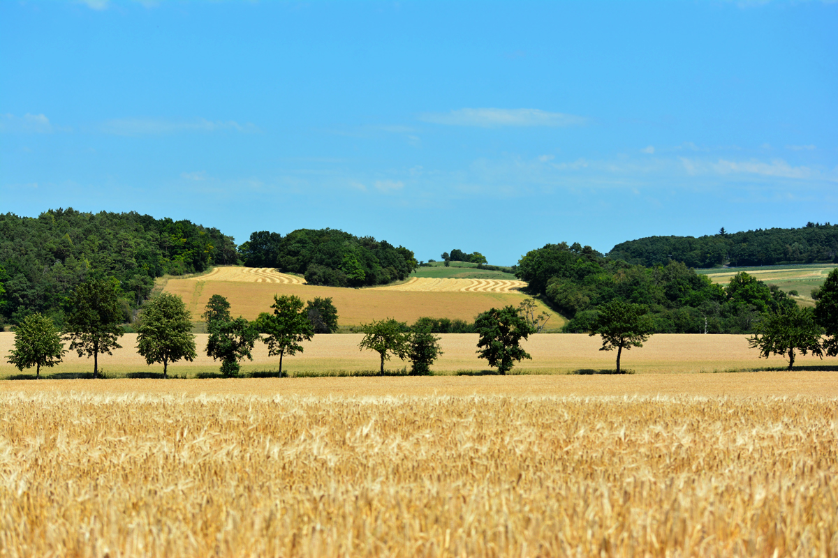 Hügelige Voreifellandschaft mit Getreidefeldern, Wiesen und Bäumen bei Eu-Kirchheim - 11.07.2015 