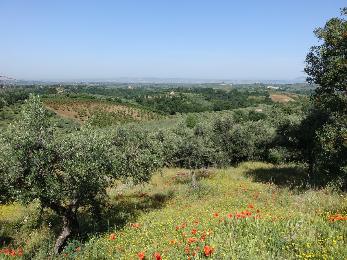 Hügellandschaft bei Palombara Sabina, Latium (25.05.2022)