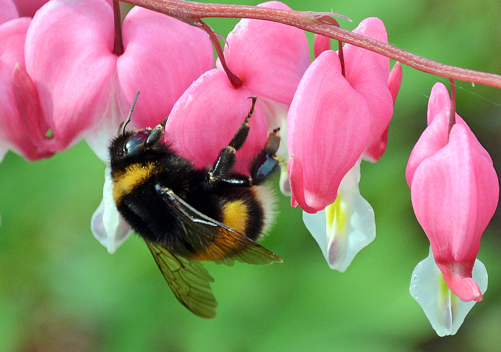 Hummel  zu Besuch   auf  Tränende Herzen  - 01.05.2014