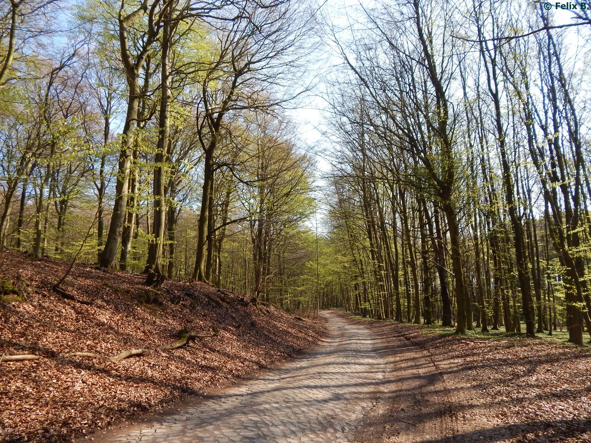 Idyllisches Walsdstück bei Dargast am 01.05.2016