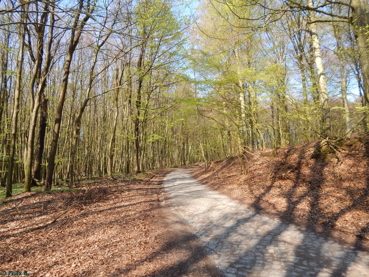 Idyllisches Walsdstück bei Dargast am 01.05.2016