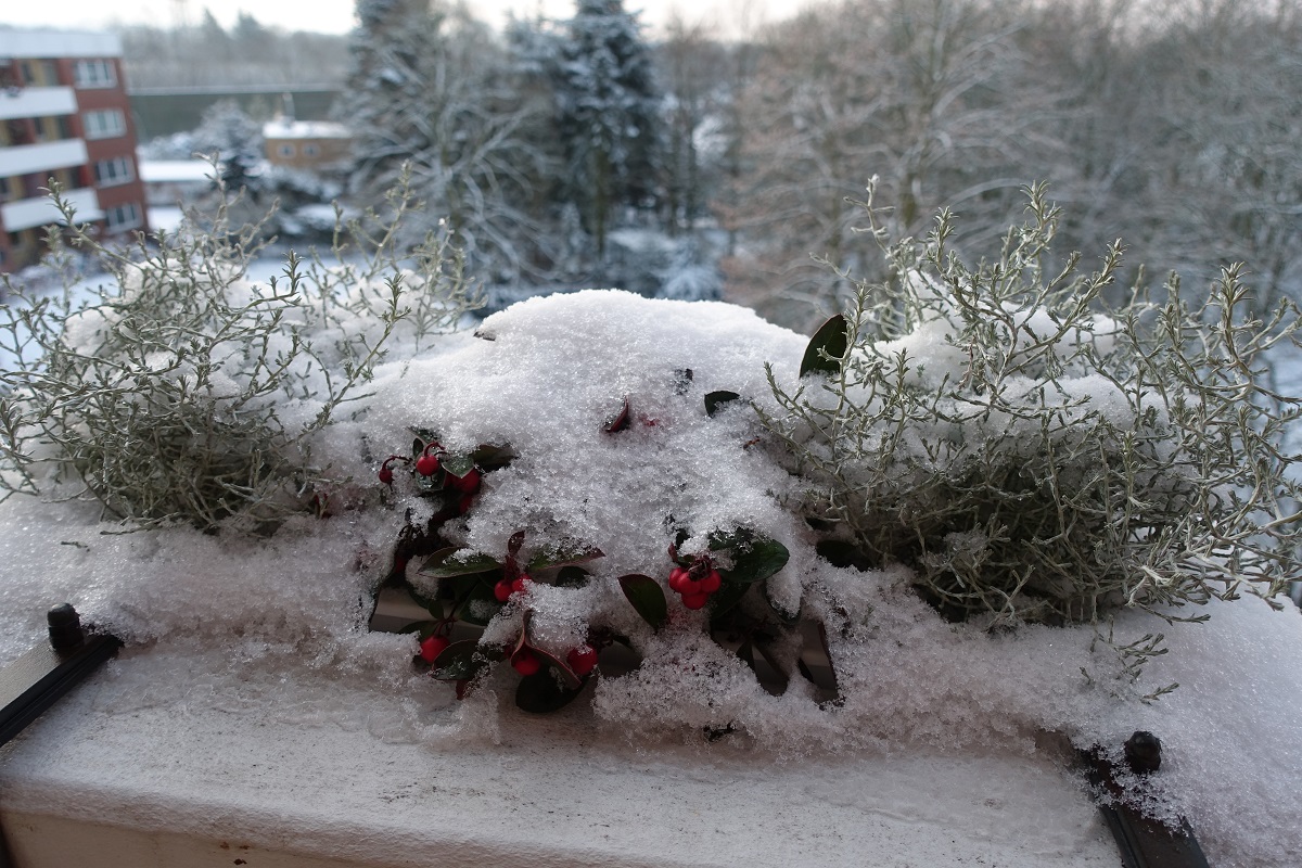 im Balkonkasten am 30.1.2021: schneebedeckte Stacheldrahtpflanze (Calocephalus brownii, Leucophyta brownii)  und Scheinbeere (Gaultheria procumbens)  /