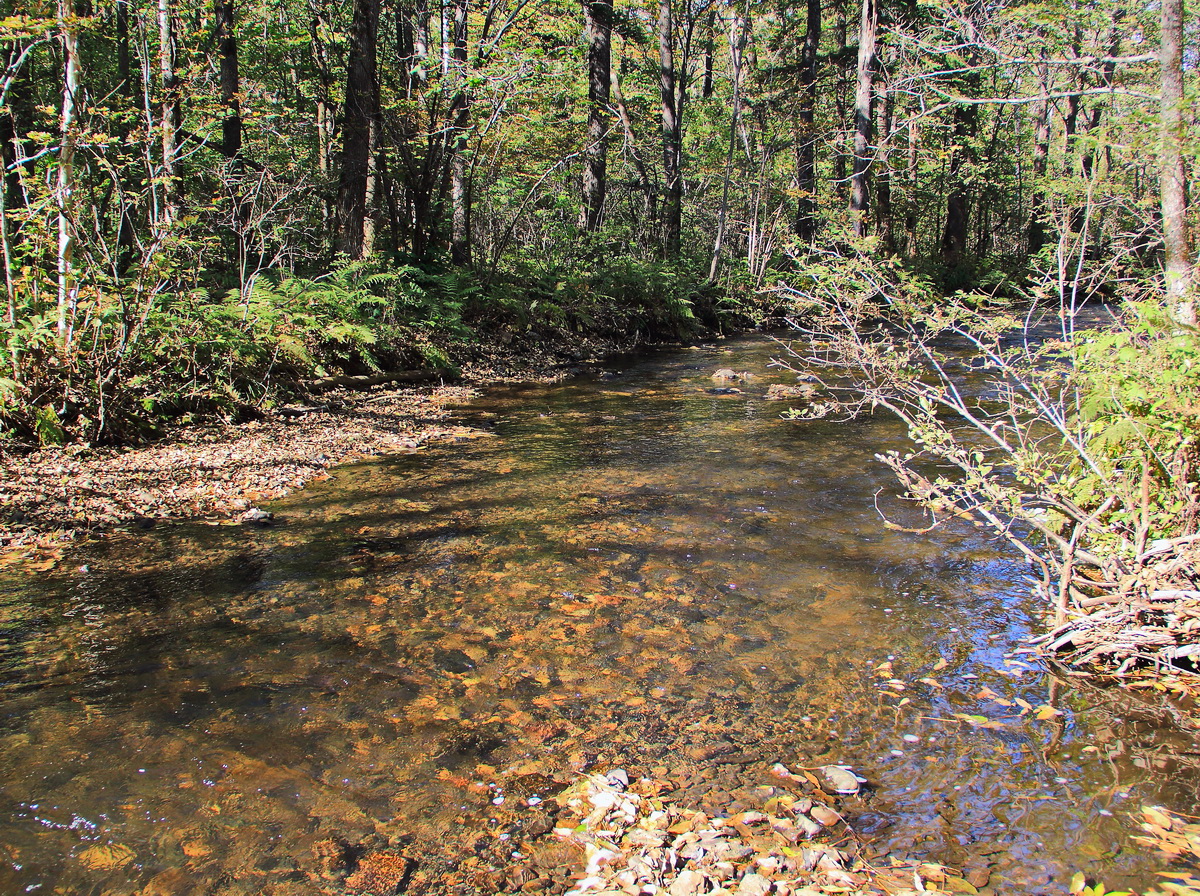 
Im Bolschechechzirskij-Naturpark ca. 40 km von Ulan Ude entfernt gibt es stellenweise sehr klare Bäche in dem einheimische Fische gefangen werden, 22. September 2017.