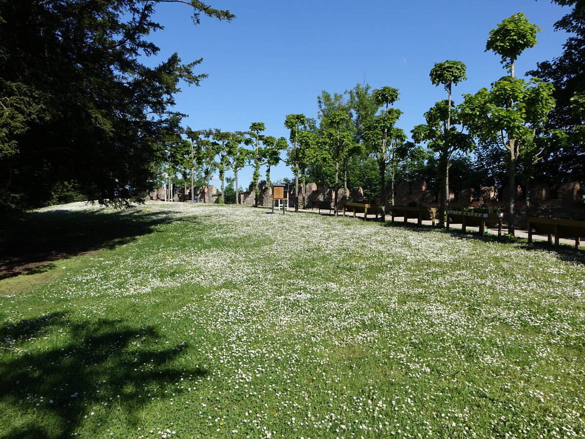 Im Burggarten von Friedberg, Wetteraukreis (29.05.2021)