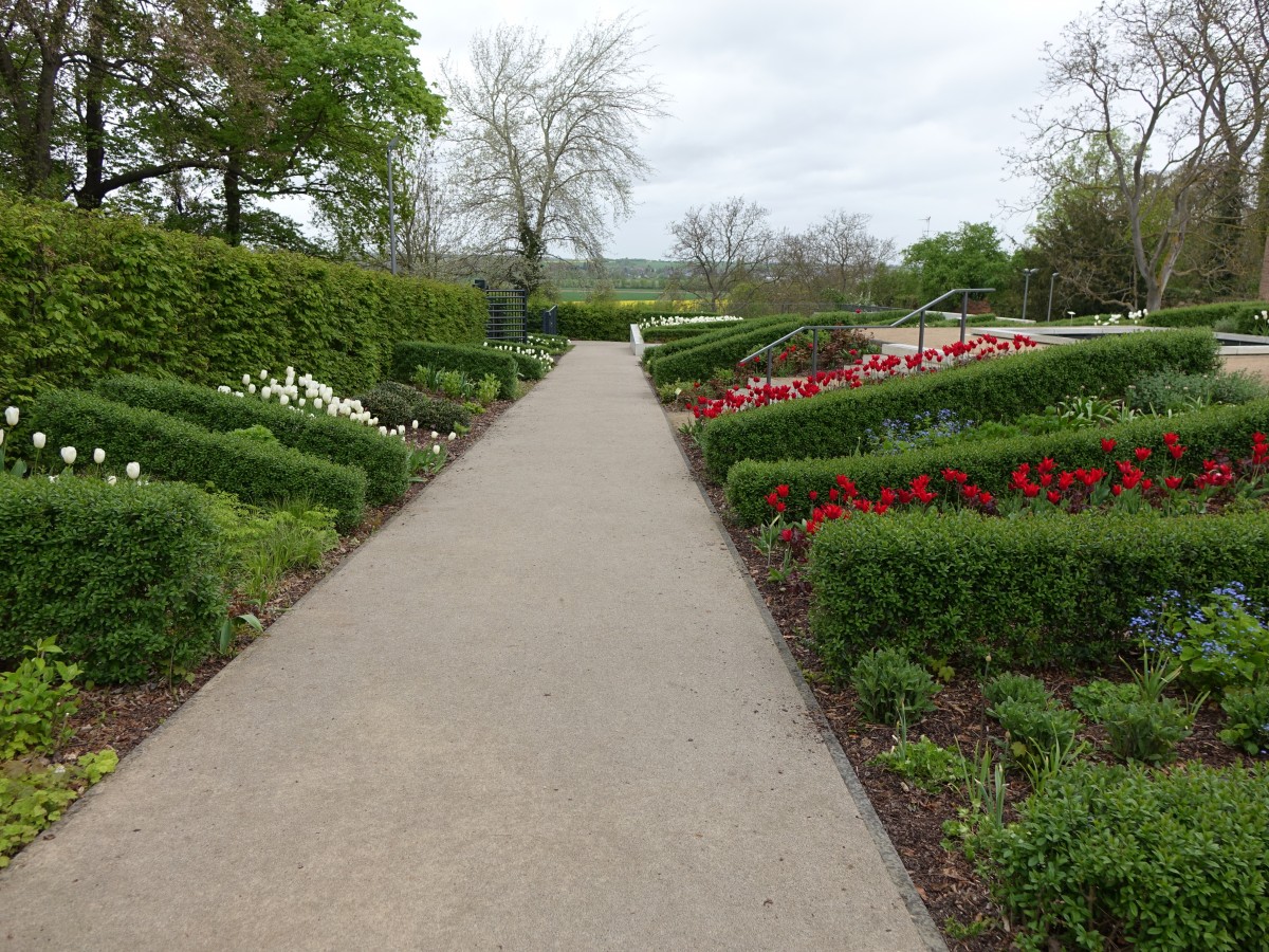 Im Burggarten der Landesburg Zülpich, Kreis Euskirchen (03.05.2015)