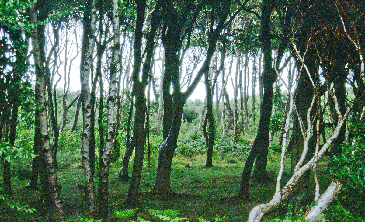 Im Darßer Urwald. Bild vom Dia. Aufnahme: August 2001.