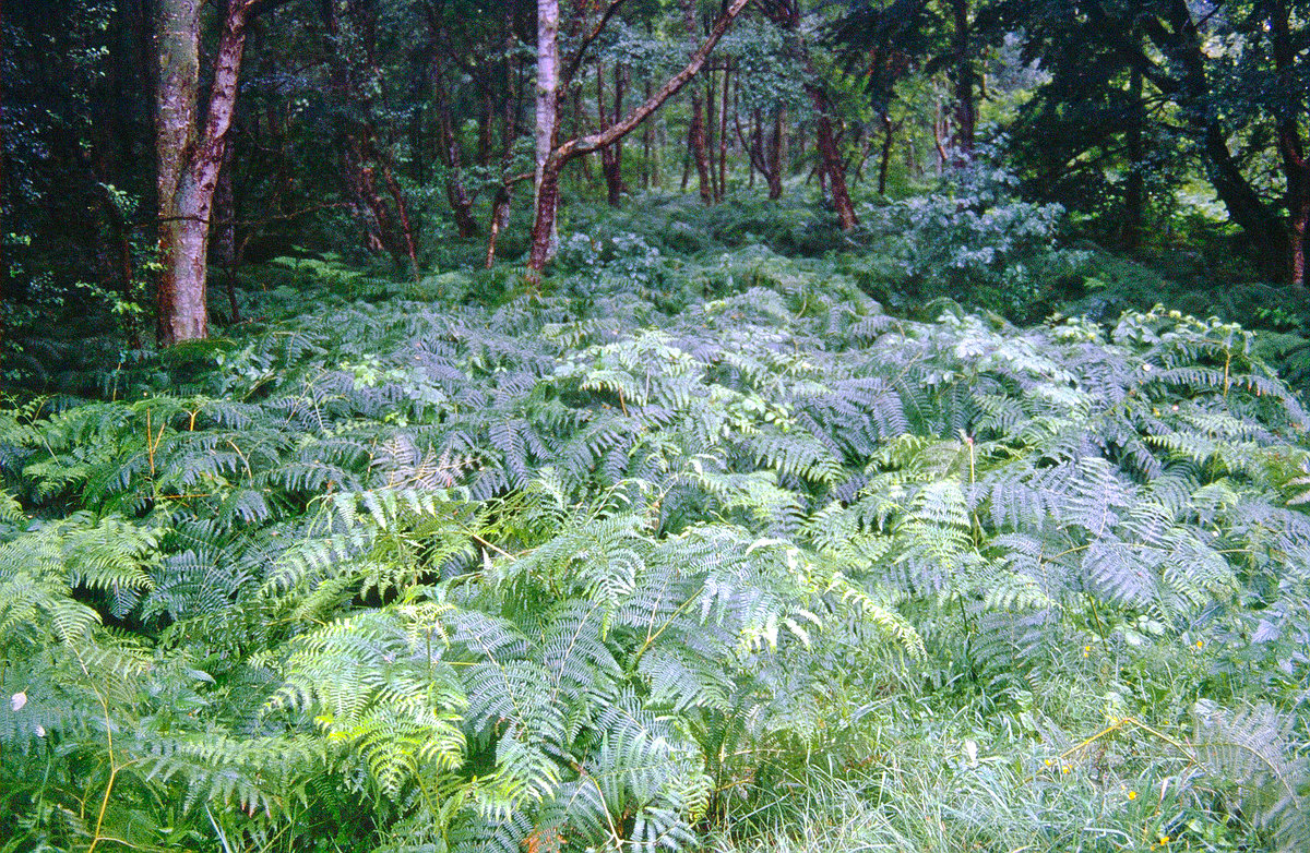 Im Darßer Urwald. Bild vom Dia. Aufnahme: August 2001.