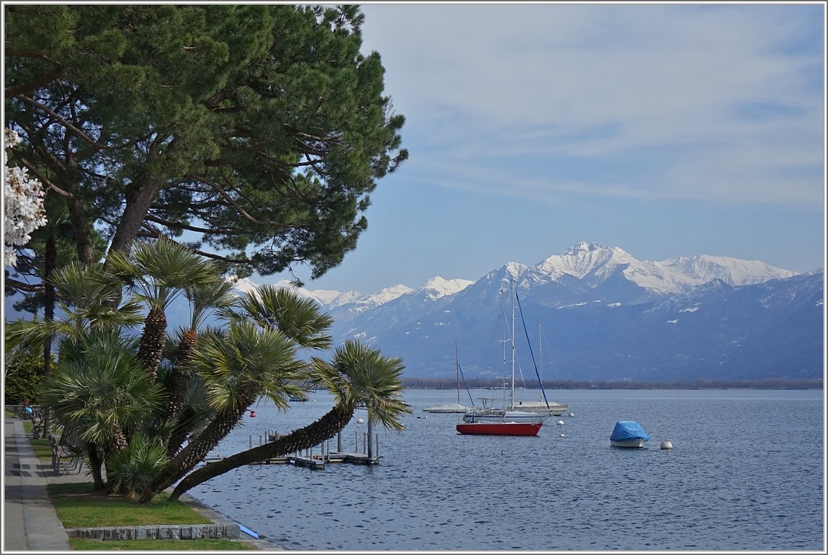 Im Frühjahr am Ufer des Lago Maggiore bei Locarno 
(18.03.2015)