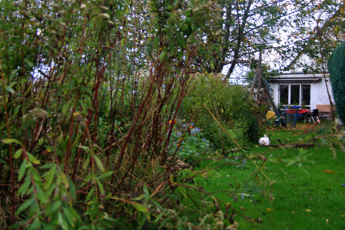 Im Garten in Kohlscheid-Bank am Abend vom 29.10.2013.