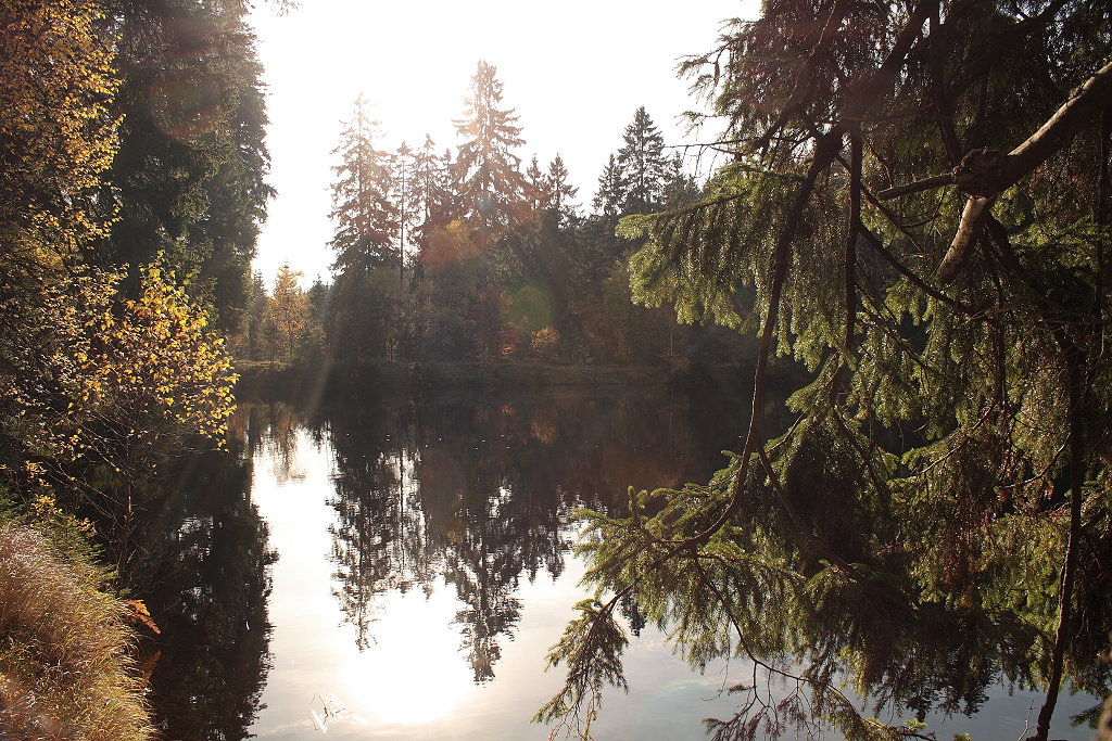 Im Gegenlicht der Nachmittagssonne: Herbstbunter Mischwald und kleine Staumauer des Silberteichs bei Braunlage am 22.10.2013...