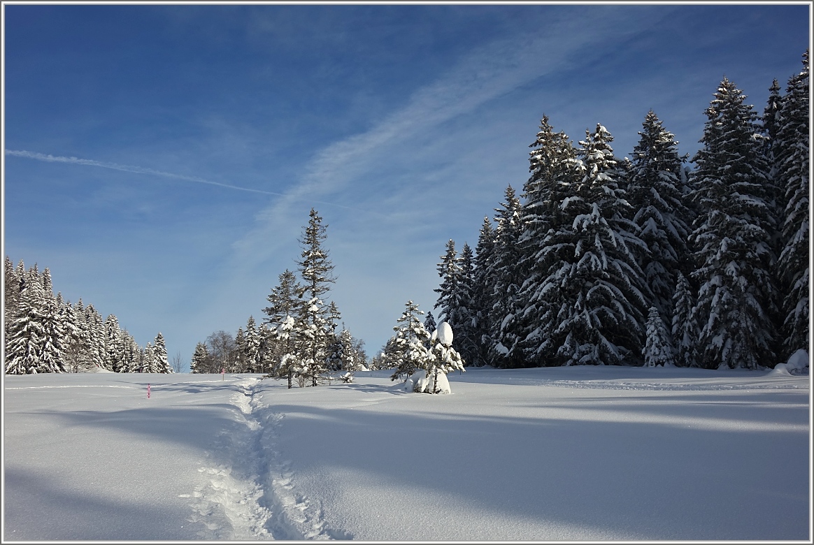 Im Hochmoor des Les Pleiades bei Lally.
(03.02.2015)