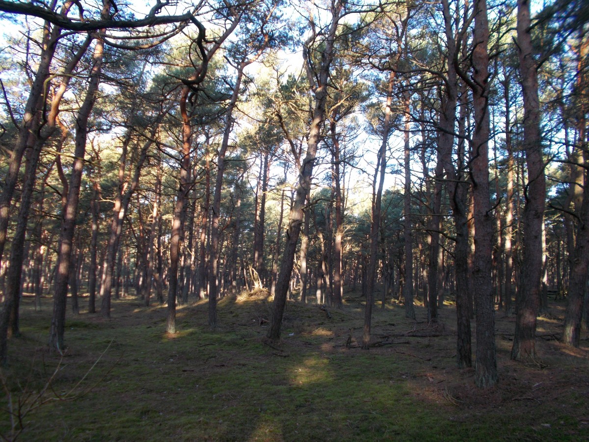 Im Kiefernwald zwischen Glowe und Juliusruh am 02.Februar 2015.