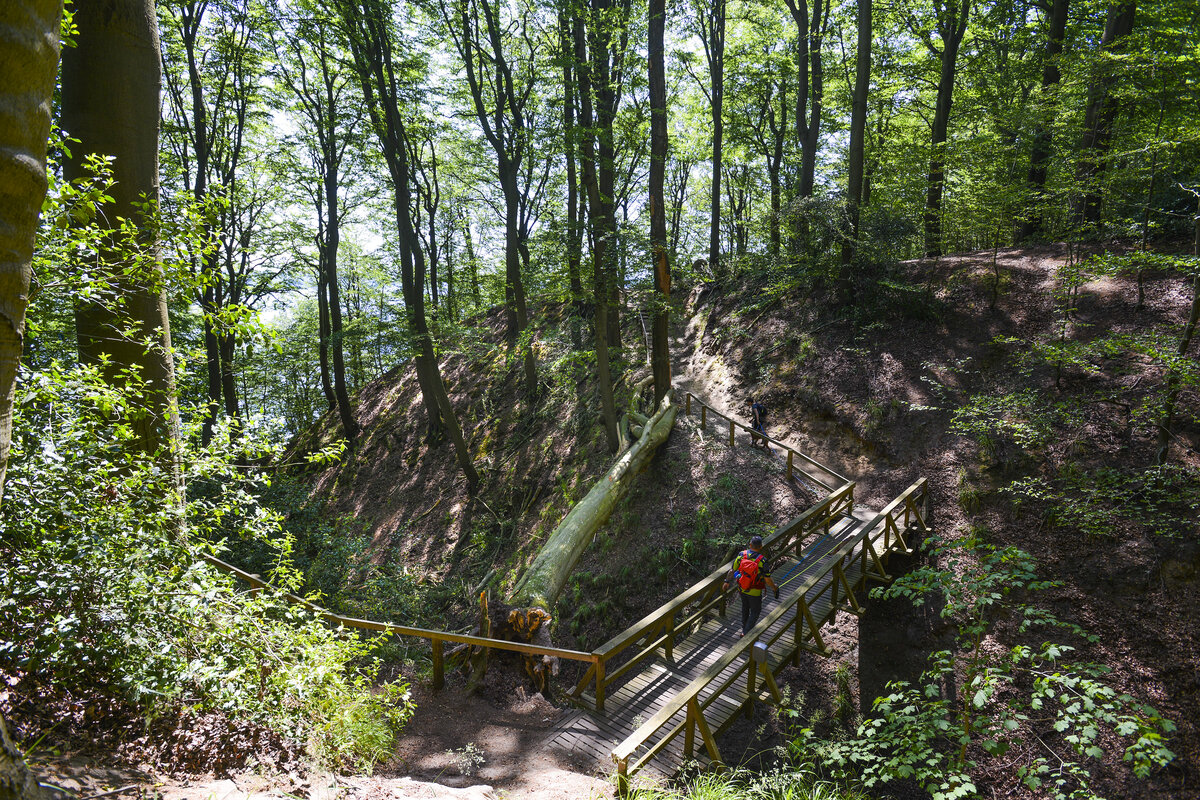 Im Kollunder Wald auf der dänischen Seite der Flensburger Förde. Diese Schlucht wurde durch Schmelzwasser während der letzten Eiszeit gebildet. Aufnahme: 11. Juni 2023.