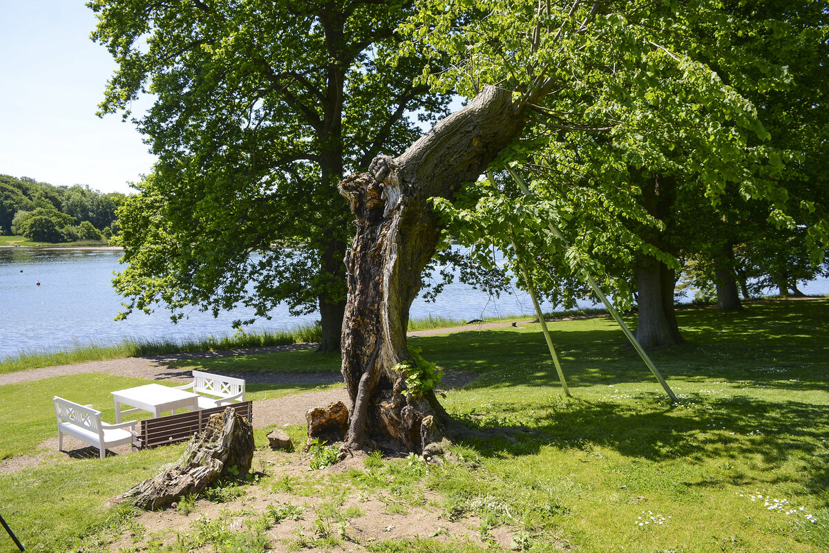 Im März 2020 knickte die historische Linde im Schlosspark von Augustenborg (Nordschleswig) um. Der 200 Jahre alte Baum konnte dem starken Wind nicht standhalten. Und es war nicht irgendein Baum. Der Märchendichter Hans Christian Andersen saß 1844 im Schatten des Baumes, als er die Herzogfamilie in Augustenburg besuchte. der Baum hatte eine auffällende ähnlichkeit zu dem Baum, den man aus dem Märchen »Das Feuerzeug« kennt.
Aufnahme: 6. Juni 2021.