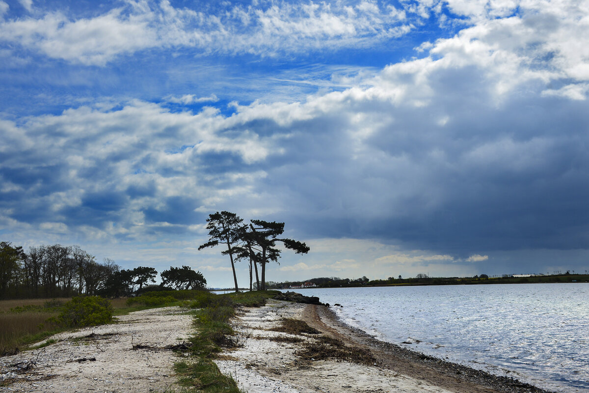 Im Naturgebiet Trillen østlich von Sonderburg (Sønderborg) in Nordschleswig stehen sechs typische Schwarzkiefern, die mehr als 100 Jahre alt sind. Ursprünglich waren es sieben Bäume, die »Die Sieben Schwester«) genannt wurden, aber heute gibt es nur noch sechs »Schwestern«. Aufnahme: 23. April 2024.