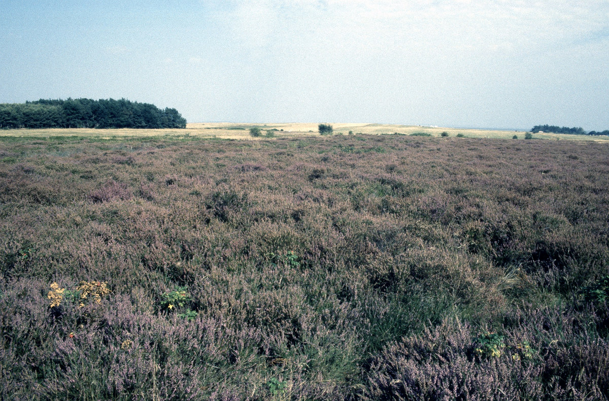 Im Naturschutzgebiet Amrumre Dünen. Bild vom Dia. Aufnahme: August 1999.