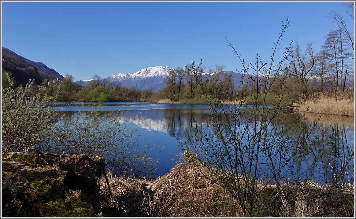 Im Naturschutzgebiet Bolle di Magadino.
(19.03.2014)