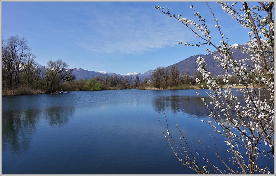 Im Naturschutzgebiet Bolle di Magadino
(19.03.2014)