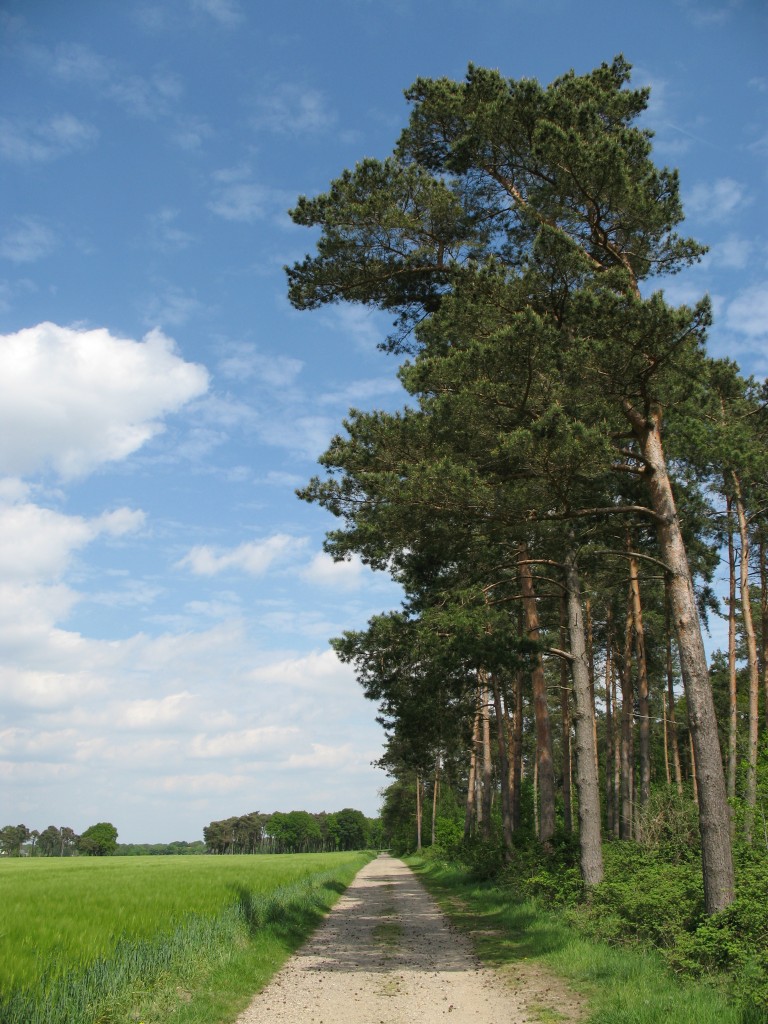 Im Norden der Leucht, Waldweg, Kamp-Lintfort - 2015-05-13-14-25-50