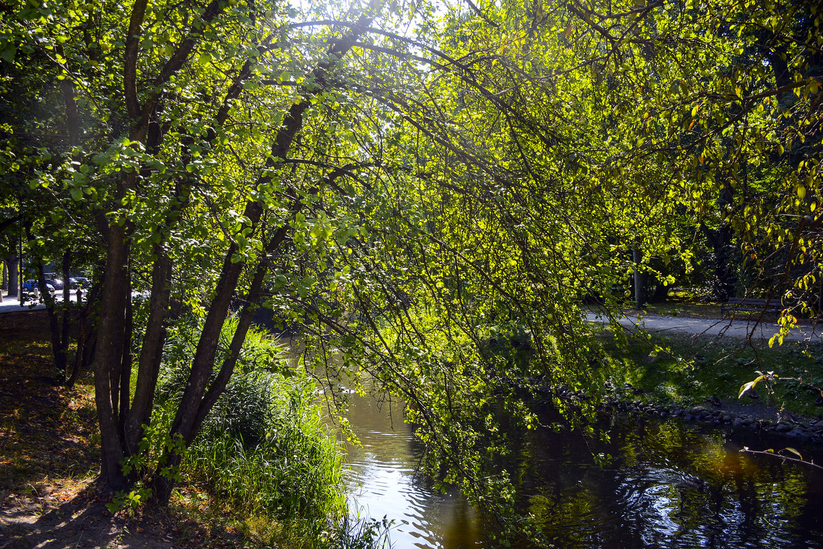 Im Park Książąt Pomorskich (Park der Pommerschen Herzöge) in Koszalin/Köslin. Um das Stadtzentrum von Koszalin liegen über zwei Kilometer  grüne Anlagen am Dzierzecinka Fluss entlang. Aufnahme: 16. August 2020.