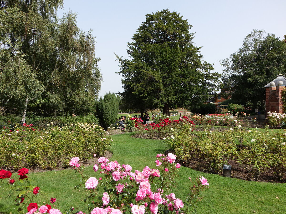 Im Rosengarten an der High Street in Colchester, Essex (06.09.2023)