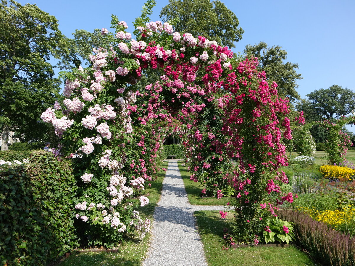 Im Rosengarten von Schloss Korselitse, Lolland (17.07.2021)