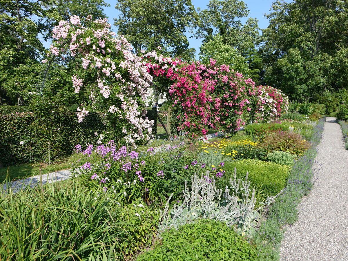 Im Rosengarten von Schloss Korselitse, Lolland (18.07.2021)