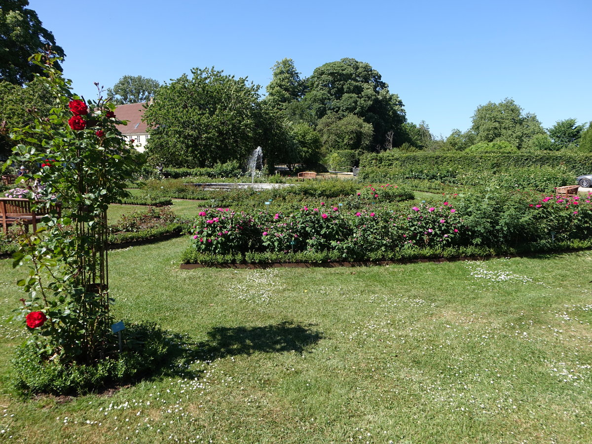 Im Rosengarten im Schloßpark Egeshov (06.06.2018)