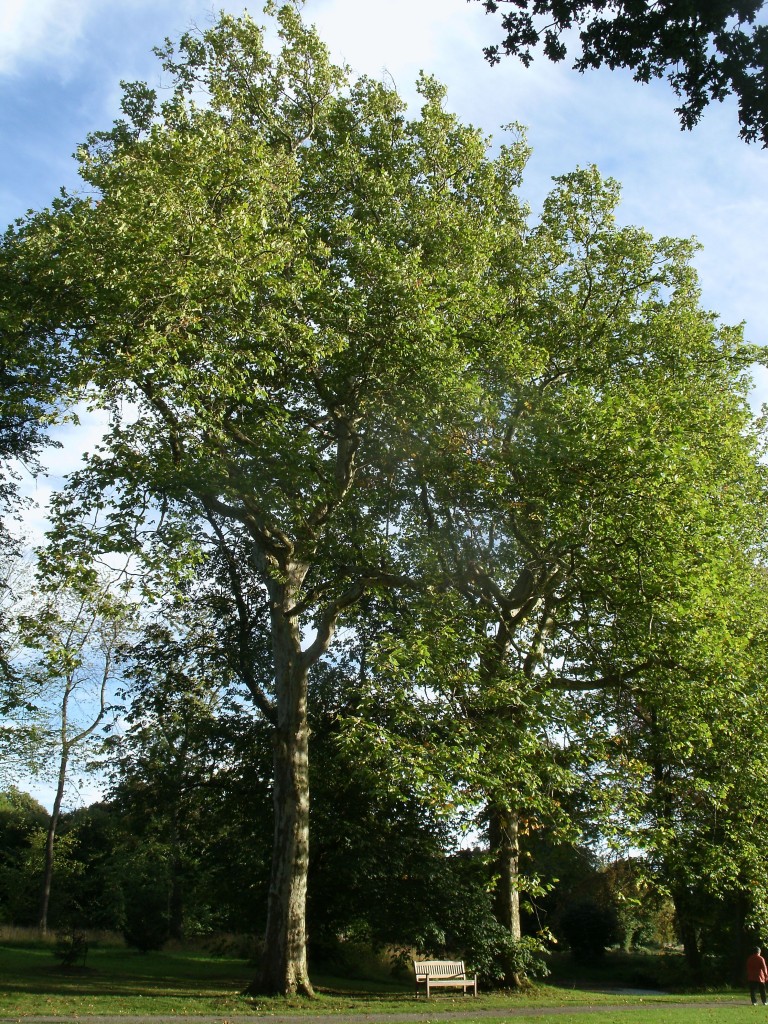 Im Schlopark Pansevitz stehen diese mchtigen Bume.Aufnahme vom 19.September 2013.