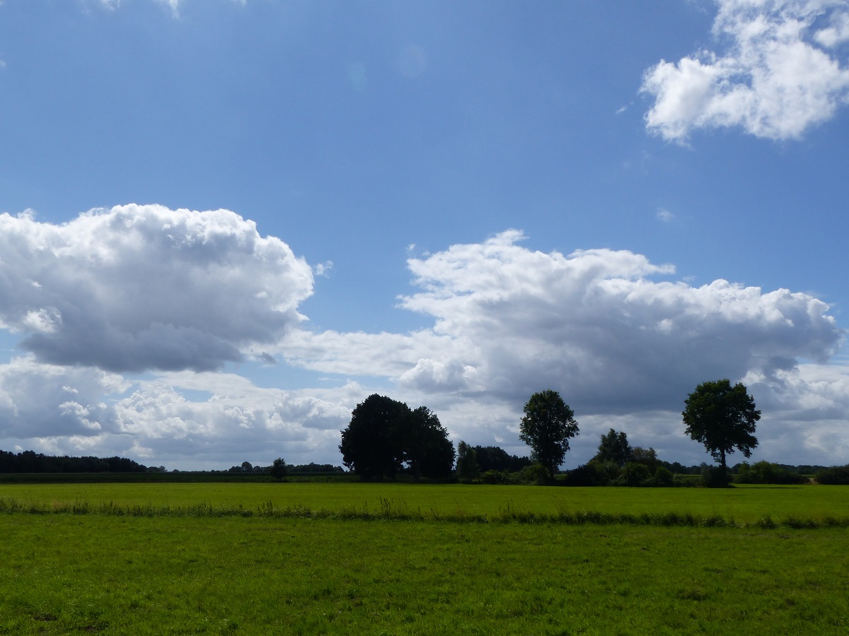 Im sogenannten Sprengfeld im Rheiner Stadtteil Wadelheim (Kloddenhook), 30.07.15