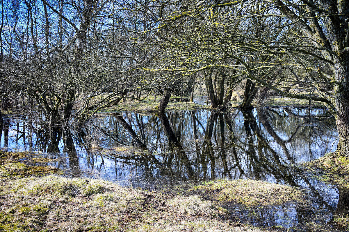 Im Stiftungsland Schäferhaus westlich von Flensburg. Das Gebiet erstreckt sich von der Gartenstadt Weiche in Flensburg mit 415 ha bis knapp vor der dänischen Grenze bei Ellund und Harrislee. 
Aufnahme: 1. April 2018.