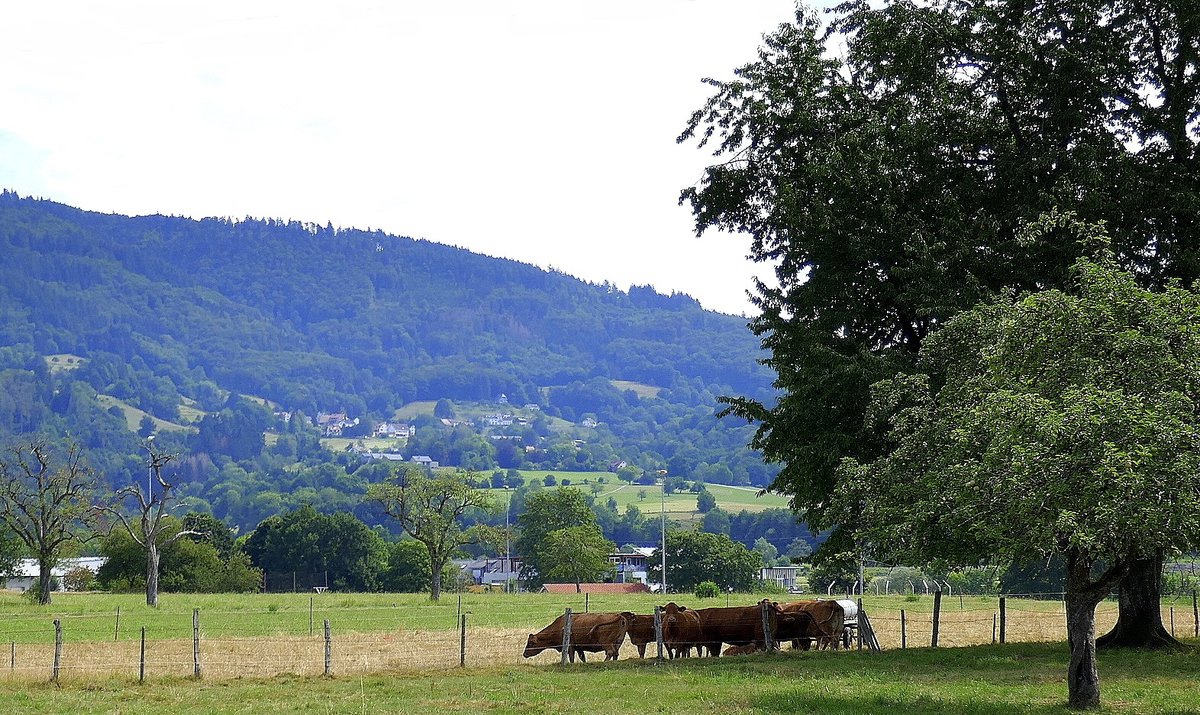 im unteren Wiesental bei Hausen, Juli 2020