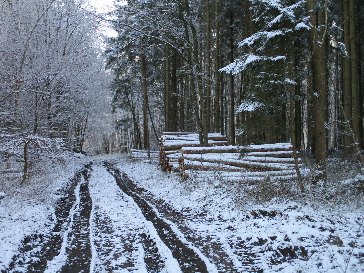 Im verschneiten Wald bei Tilzow am 21.Dezember 2021.