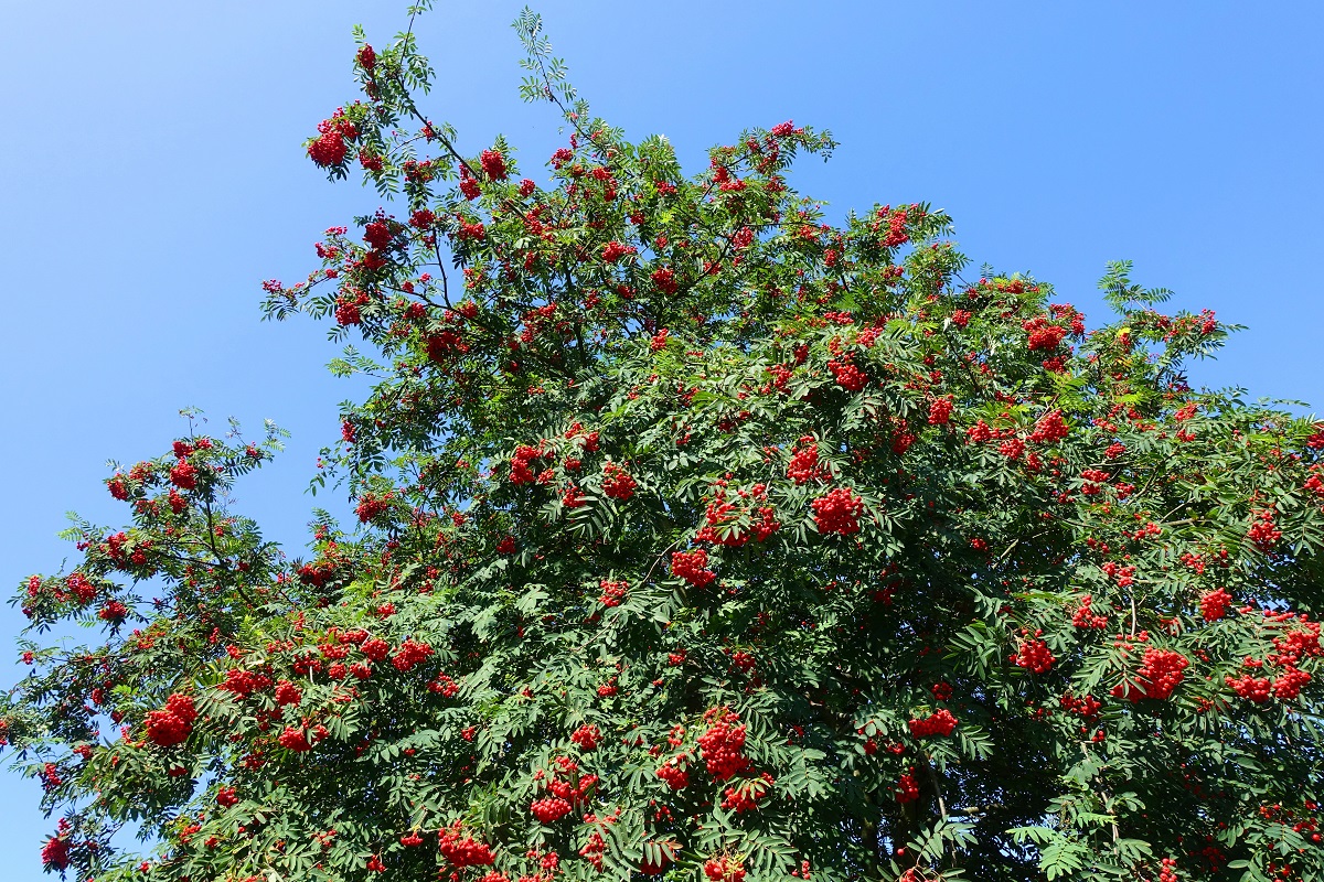 im Vogelbeerbaum (Eberesche) am 23.8.2021 in Hamburg-Billstedt /