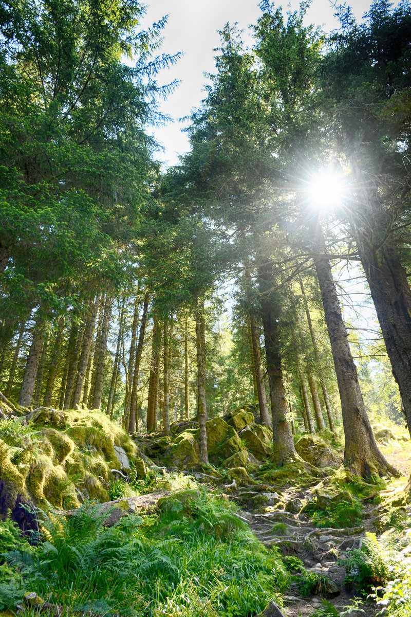 Im Wald am »Tippetuesvingene« in der norwegischen Hansestadt Bergen. Aufnahme: 11. Juli 2018.