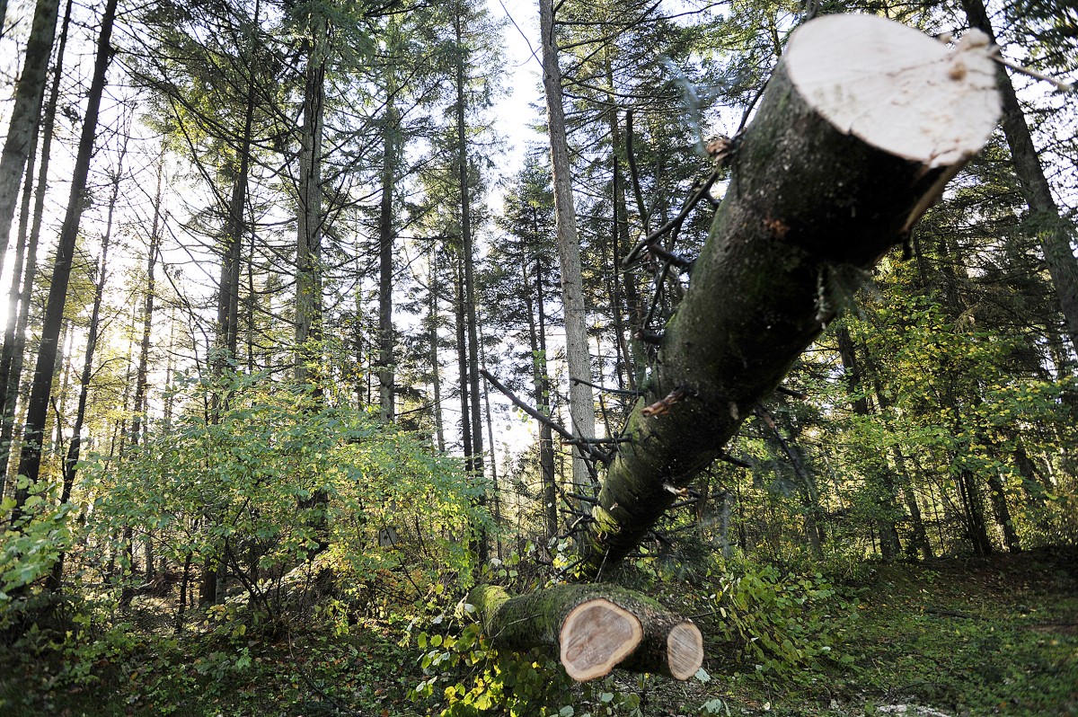 Im Wald am Naturschutzgebiet Fröruper Berge Südlich von Flensburg. Aufnahme: Juni 2013.